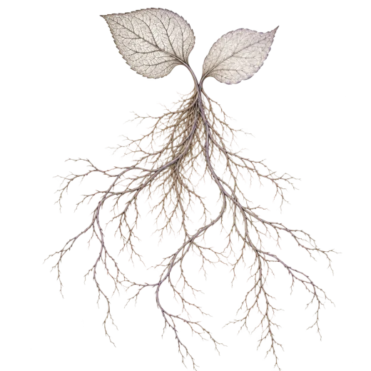 A small plant supported by a wide, intricate root network.
