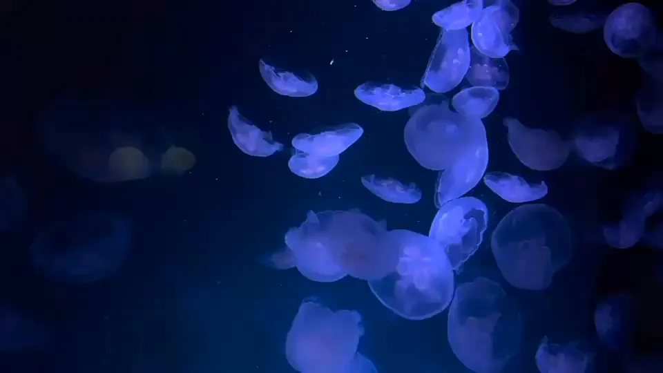 Translucent jellyfish drifting in dark water