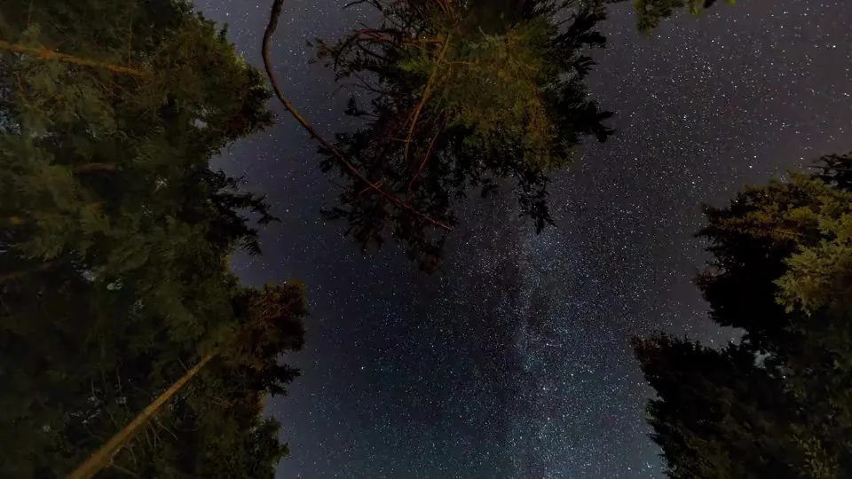 Looking straight up through tall trees into a dense, star-filled night sky.